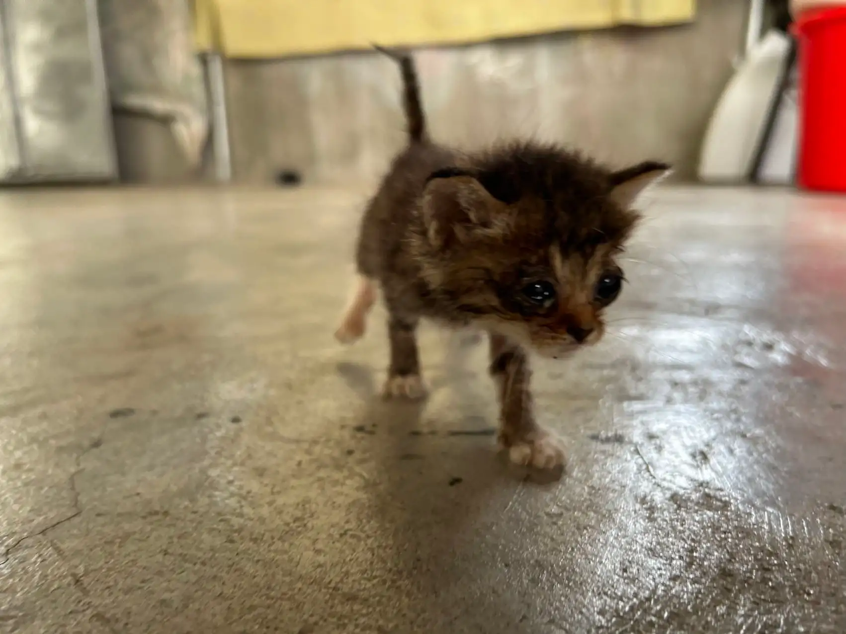 5月20日广州市越秀区清水濠捡到流浪猫,宠物猫,猫咪【猫招领启示/启事】