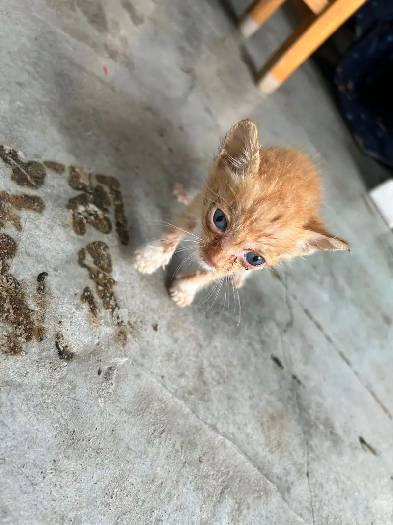 5月20日广州市越秀区清水濠捡到流浪猫,宠物猫,猫咪【猫招领启示/启事】