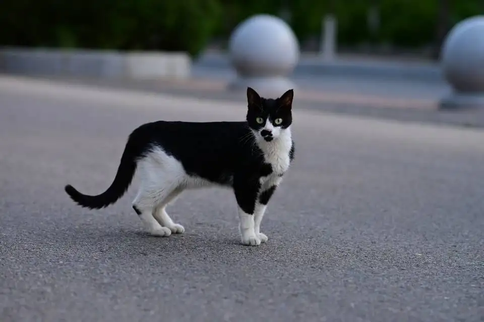 6月9日葫芦岛市兴城市辽宁工程技术大学领养猫,宠物猫,猫咪【领养启示/启事】