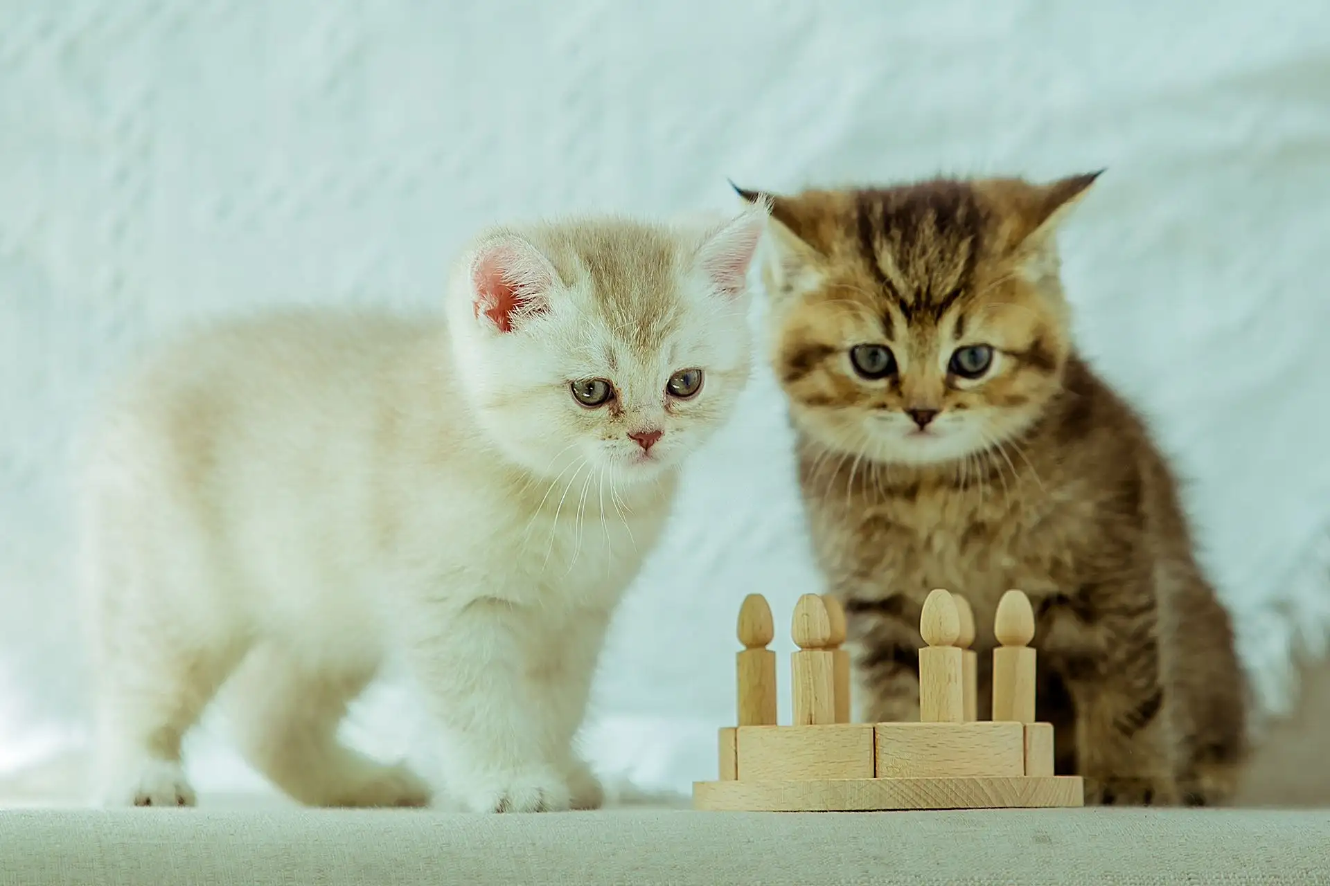 7月4日朝阳市双塔区老县医院附近省地质队领养猫,宠物猫,猫咪【领养启示/启事】