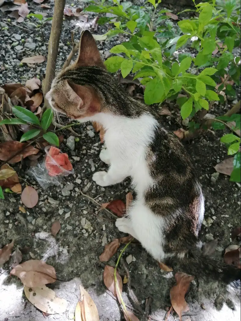 7月10日江门市台山市龙山花园发现流浪猫,宠物猫,猫咪【流浪猫线索】