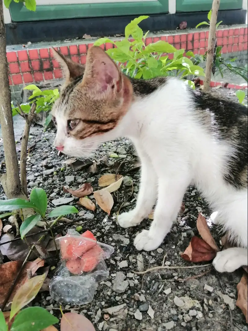 7月10日江门市台山市龙山花园发现流浪猫,宠物猫,猫咪【流浪猫线索】