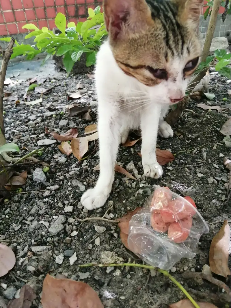 7月10日江门市台山市龙山花园发现流浪猫,宠物猫,猫咪【流浪猫线索】