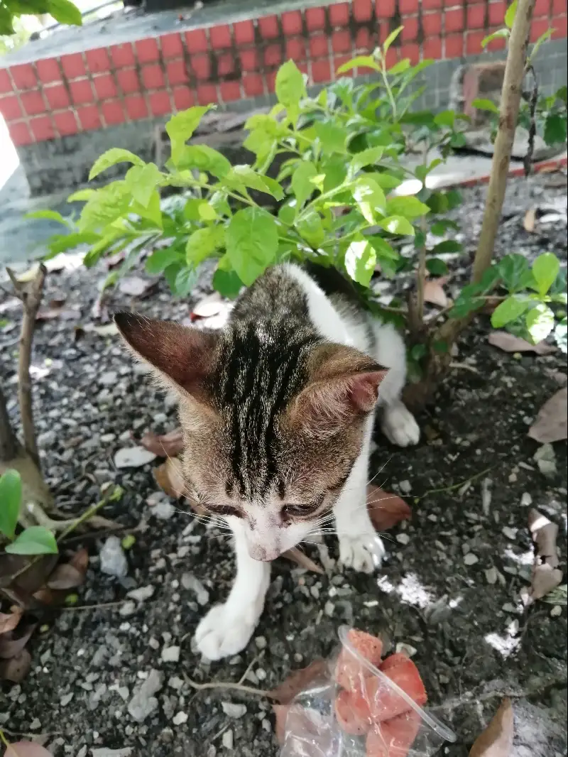 7月10日江门市台山市龙山花园发现流浪猫,宠物猫,猫咪【流浪猫线索】