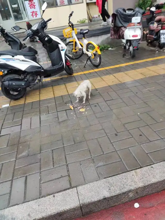 7月12日济南市天桥区明湖北路火车东站广场内如家酒店南侧友家超市(明湖北路)发现流浪狗,宠物狗【流浪狗线索】