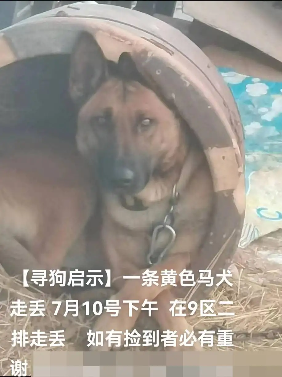 7月10日大庆市红岗区五厂附近九区二排走失马犬,比利时马里努阿犬【寻马犬启示/启事】