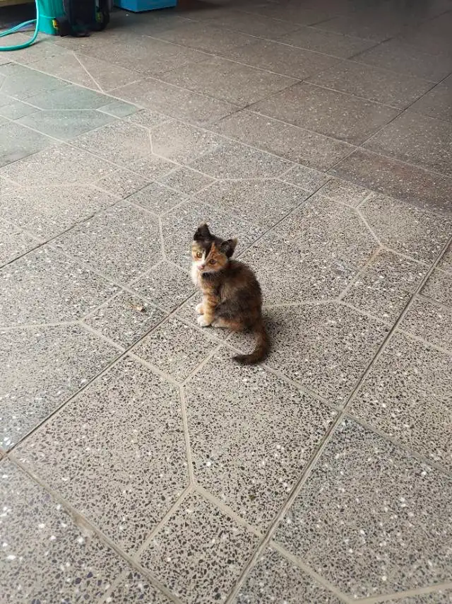 7月16日运城市芮城县风陵渡镇领养田园猫,家猫【领养启示/启事】