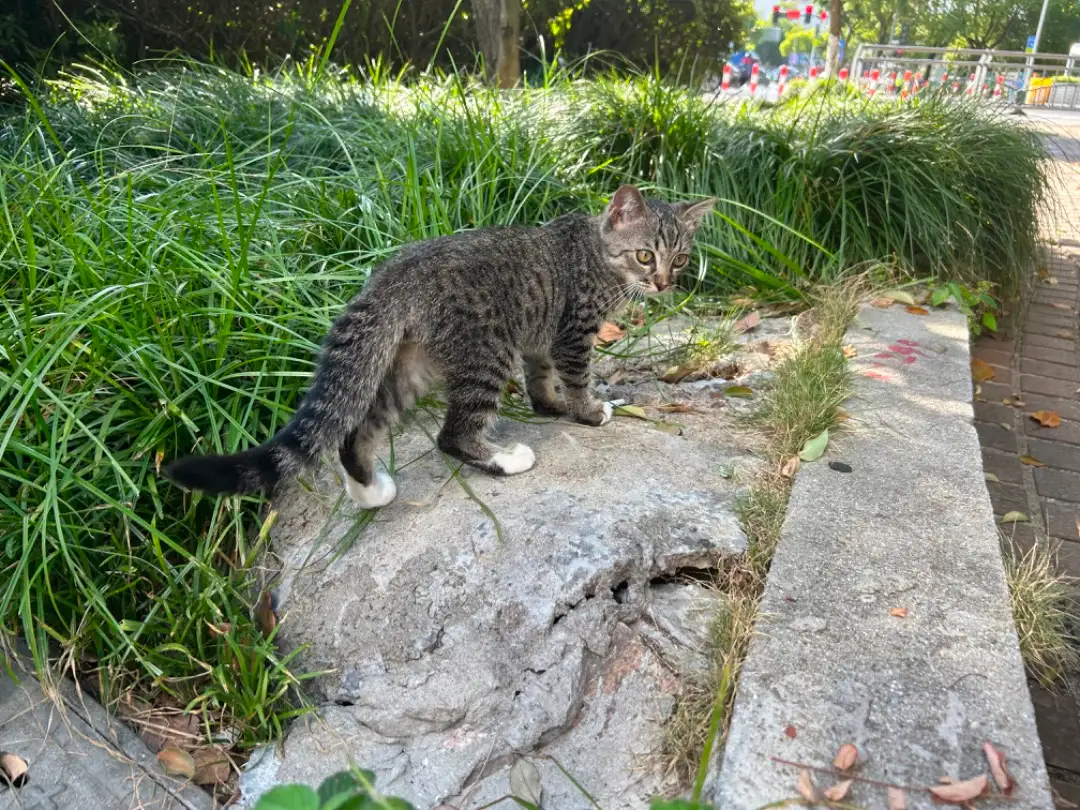 7月17日金华市永康市大润发对面华溪步道捡到流浪猫,宠物猫,猫咪【猫招领启示/启事】