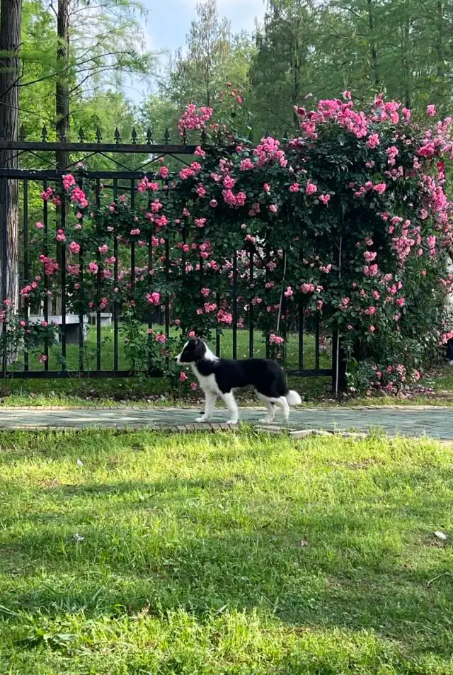 7月13日武汉市洪山区光谷汇景小区走失边牧,边境牧羊犬【寻边牧/边境牧羊犬启示/启事】