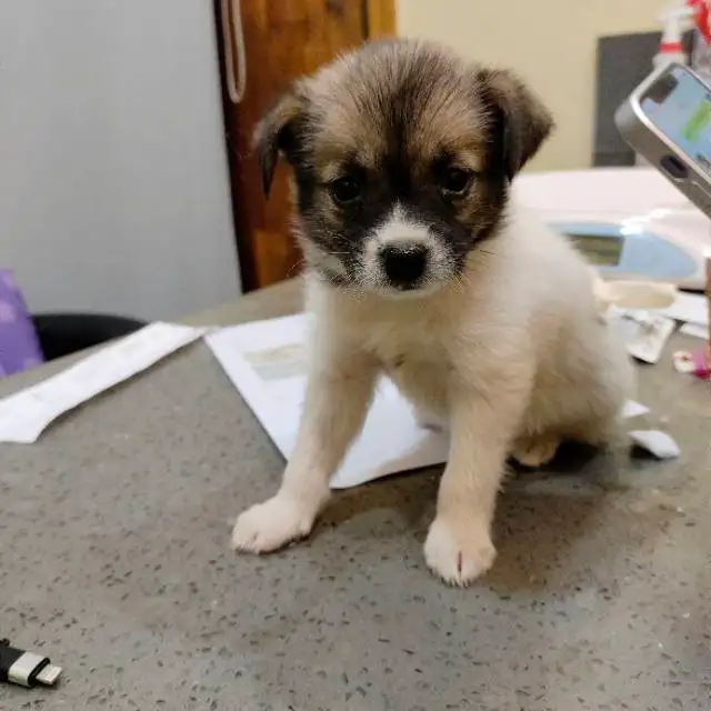 7月18日上海市松江区上海松江区领养土狗,柴犬,田园犬,中华田园犬【领养启示/启事】