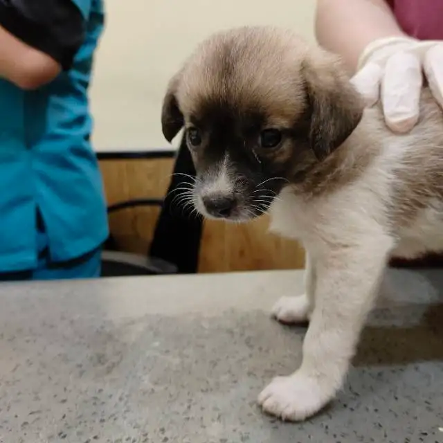 7月18日上海市松江区松江区领养土狗,柴犬,田园犬,中华田园犬【领养启示/启事】