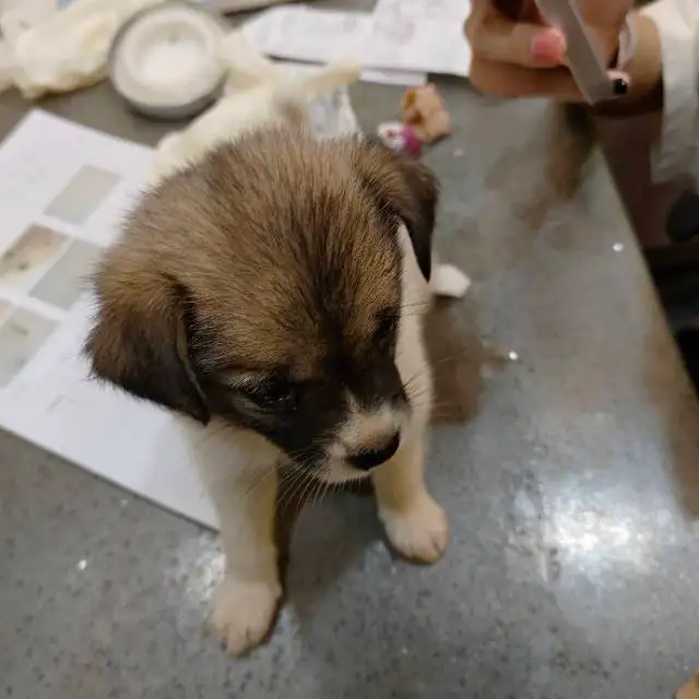 7月18日上海市松江区上海松江区领养土狗,柴犬,田园犬,中华田园犬【领养启示/启事】