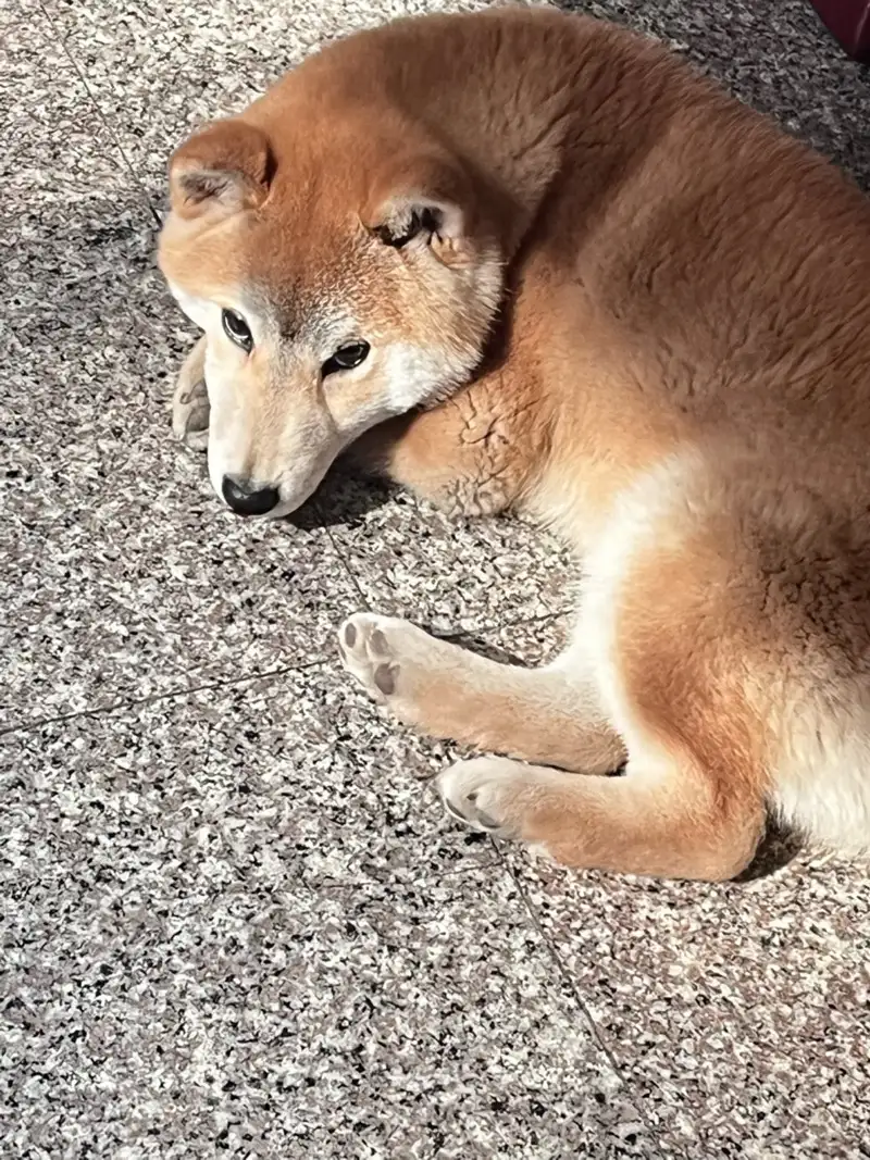 7月1日焦作市沁阳市县后街走失秋田犬【寻秋田犬启示/启事】