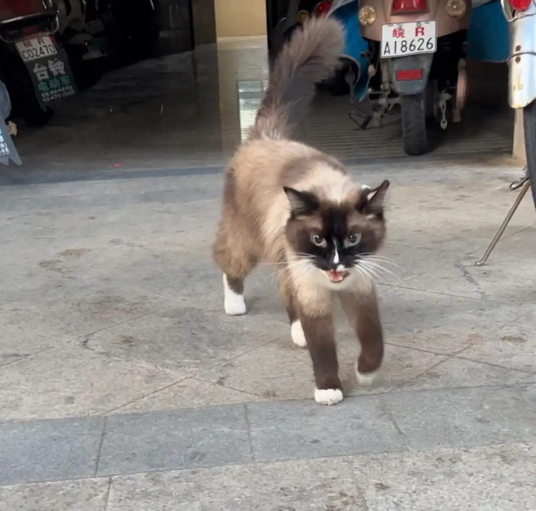 7月22日池州市贵池区万成香格里拉a区捡到流浪猫,宠物猫,猫咪【猫招领启示/启事】