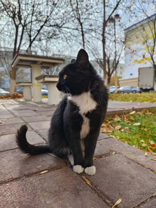 7月21日克拉玛依市独山子区时代广场走失猫,宠物猫,猫咪【寻猫启示/启事】