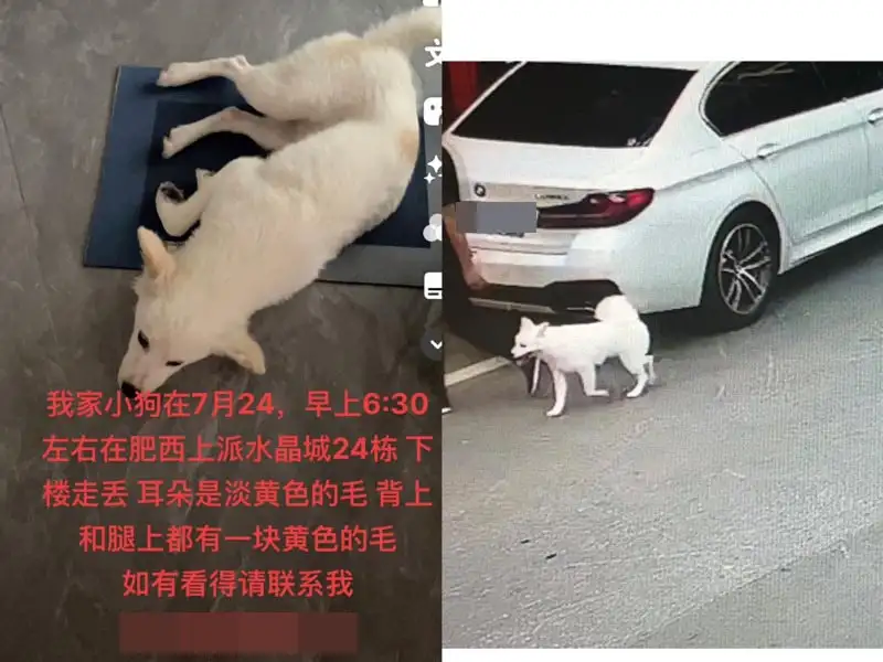 7月24日合肥市肥西县上派镇水晶城北门走失土狗,柴犬,田园犬,中华田园犬【寻土狗/田园犬启示/启事】