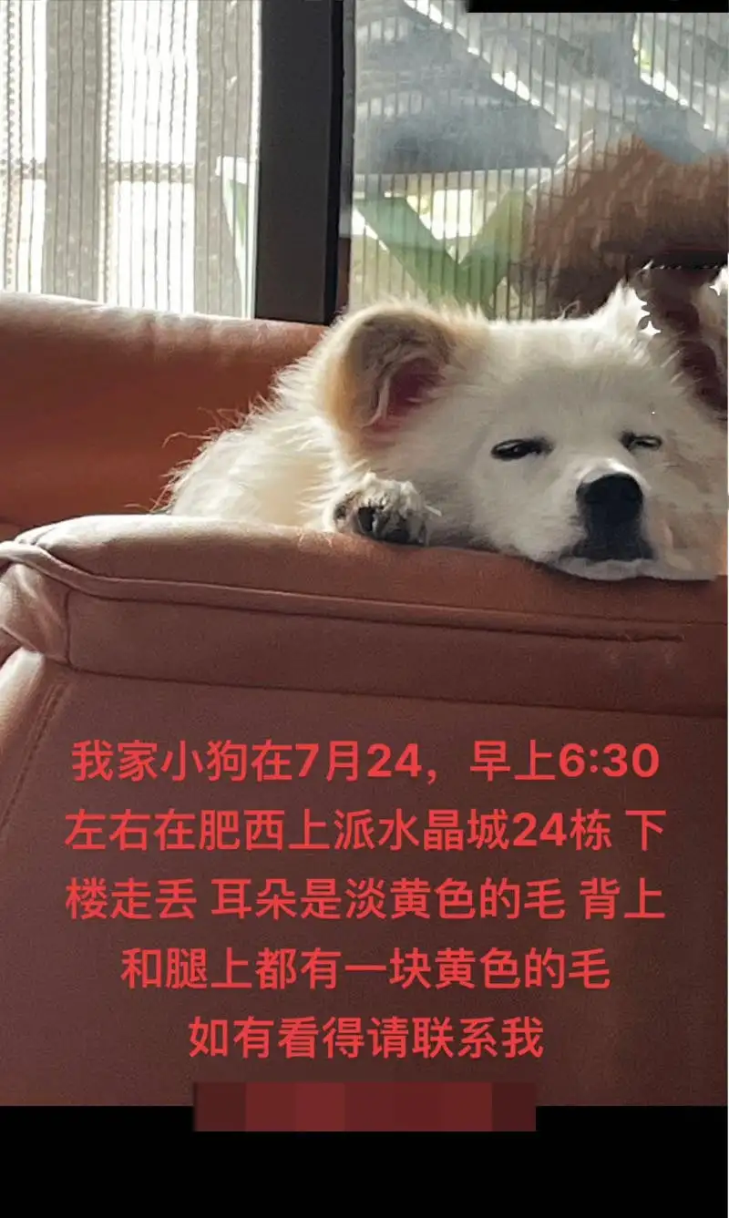 7月24日合肥市肥西县上派镇水晶城北门走失土狗,柴犬,田园犬,中华田园犬【寻土狗/田园犬启示/启事】