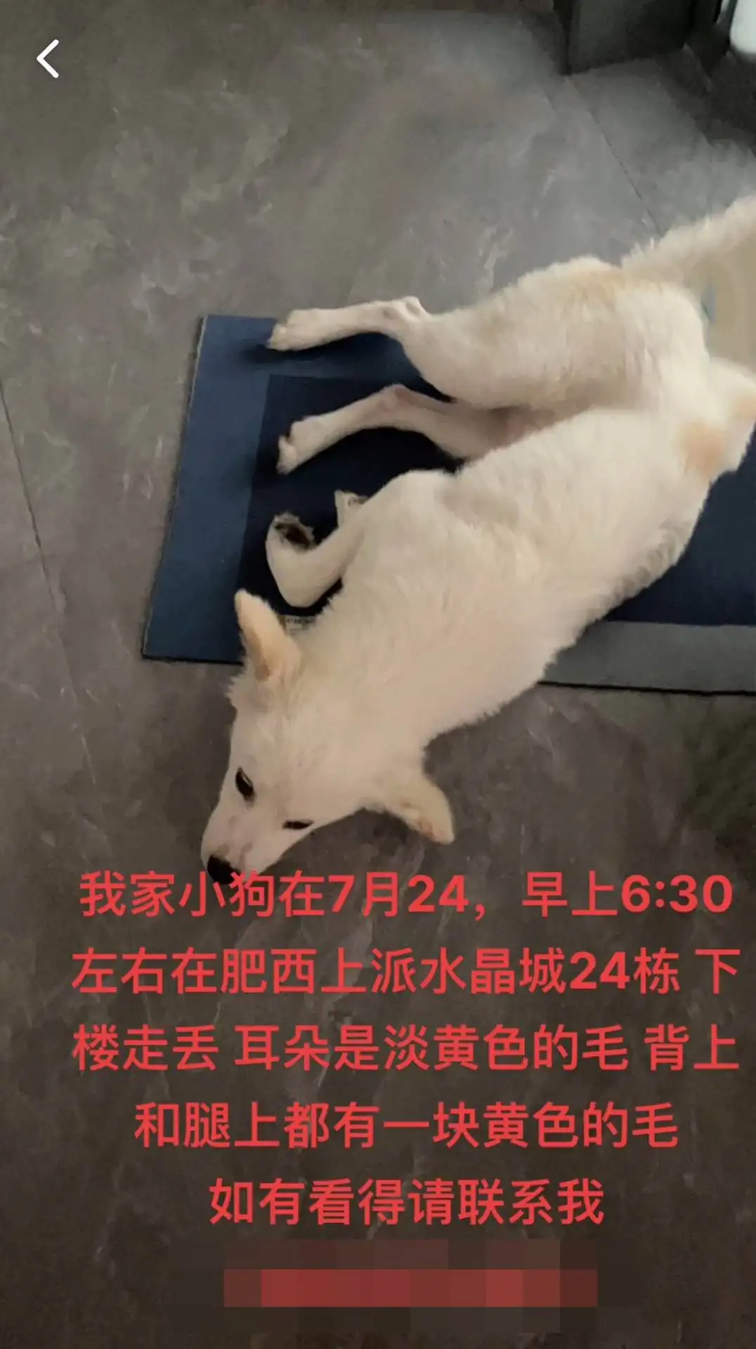 7月24日合肥市肥西县上派镇水晶城北门走失土狗,柴犬,田园犬,中华田园犬【寻土狗/田园犬启示/启事】