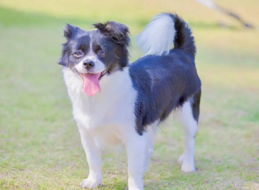 7月3日合肥市瑶海区新站区北岗花园走失土狗,柴犬,田园犬,中华田园犬【寻土狗/田园犬启示/启事】