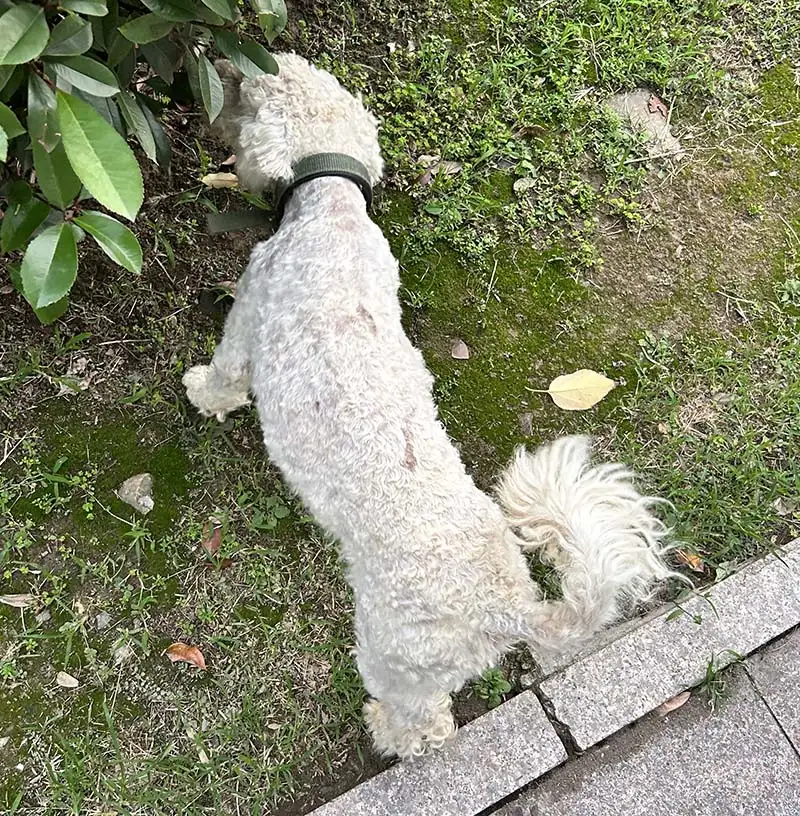 6月23日马鞍山市当涂县围乌路围屏马鞍山市科农农业科技有限公司附近走失狗,宠物狗【寻狗启示/启事】