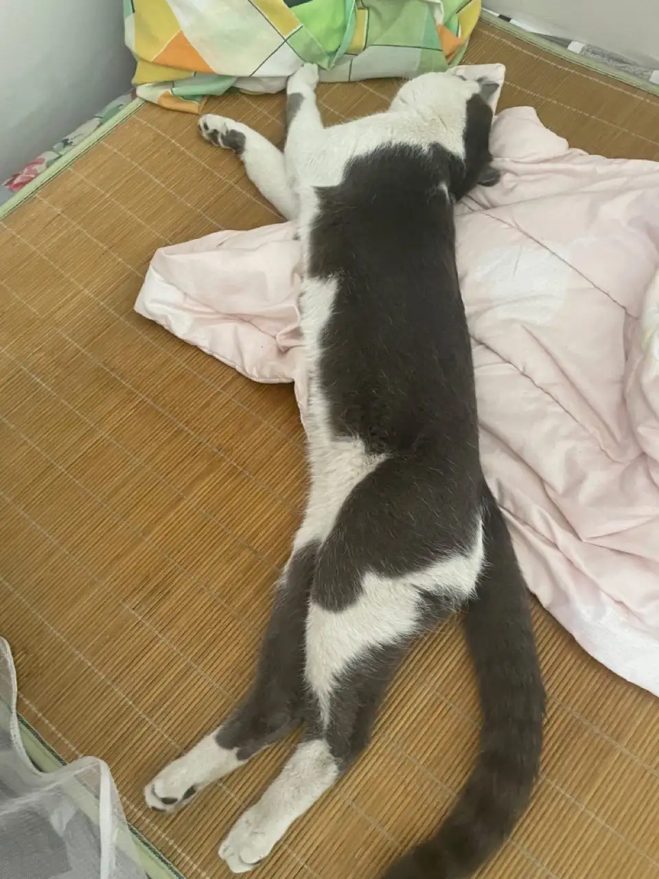 7月4日临汾市尧都区临汾一中家属院捡到流浪猫,宠物猫,猫咪【猫招领启示/启事】