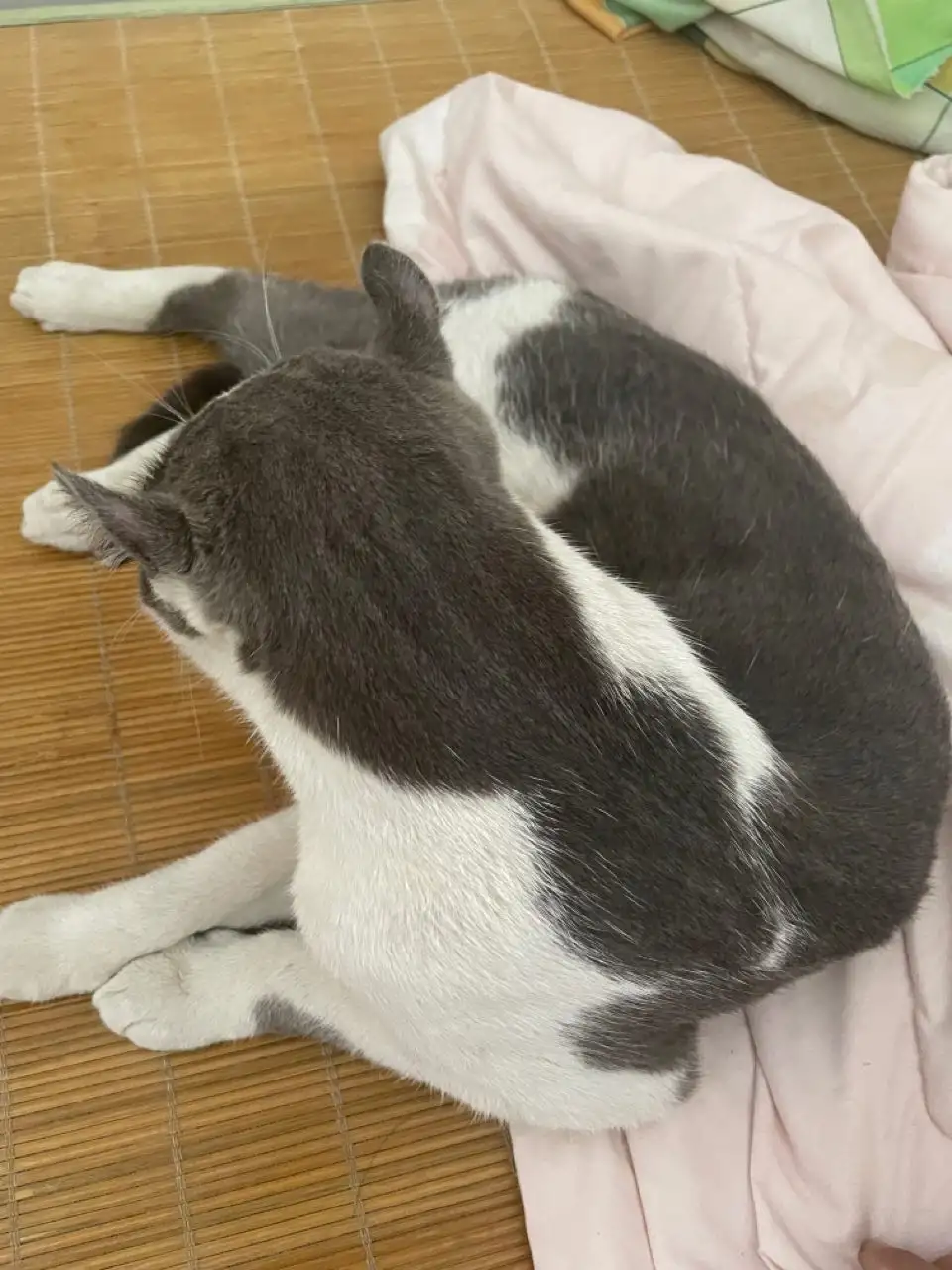 7月4日临汾市尧都区临汾一中家属院捡到流浪猫,宠物猫,猫咪【猫招领启示/启事】