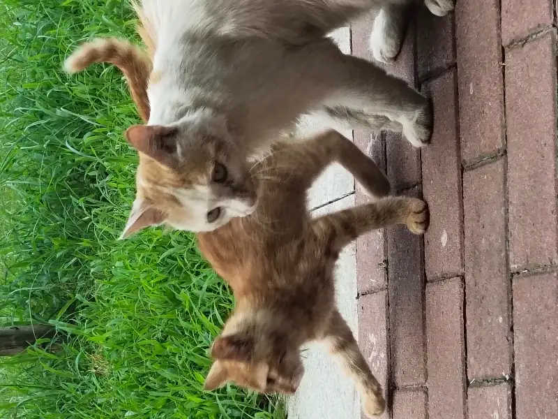 7月8日平顶山市湛河区湛河区豫上中学旁边领养橘猫【领养启示/启事】