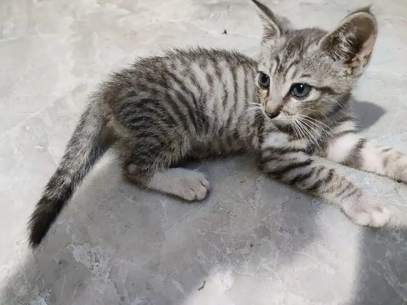 7月8日咸宁市青山镇南林村领养狸花猫【领养启示/启事】