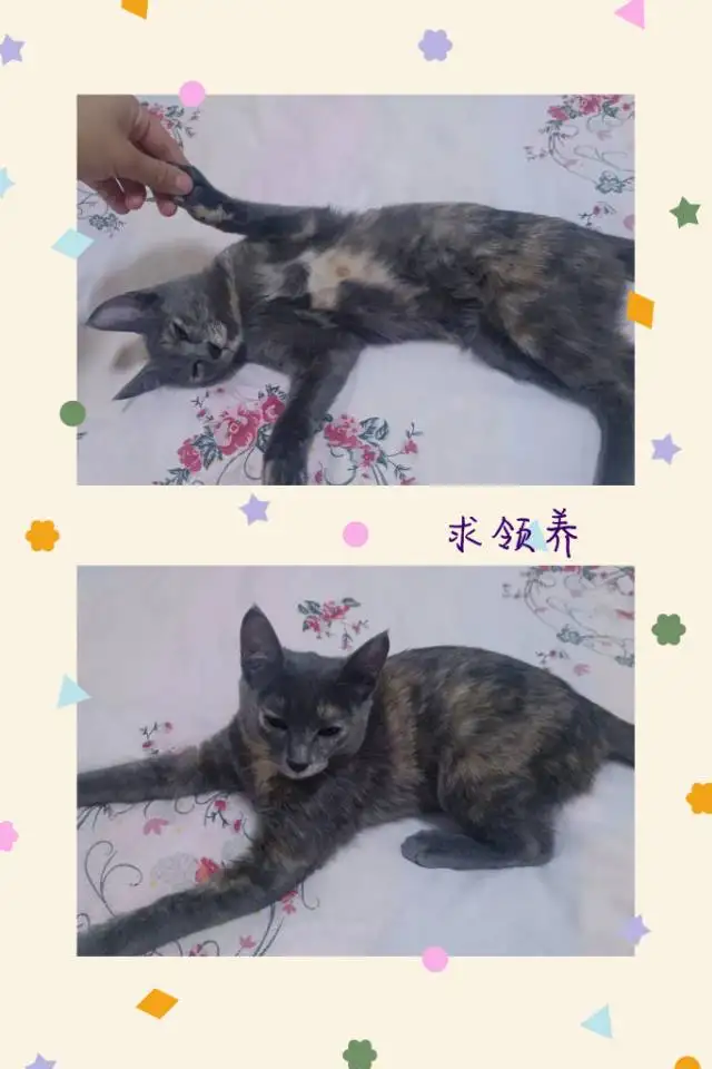 7月9日塔城地区乌苏市乌苏市新区领养猫,宠物猫,猫咪【领养启示/启事】