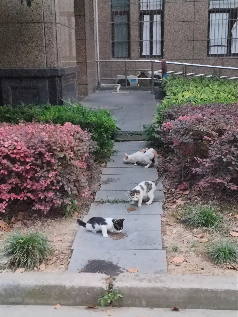 7月6日上海市金山区晶珑俪榭小区发现流浪猫,宠物猫,猫咪【流浪猫线索】