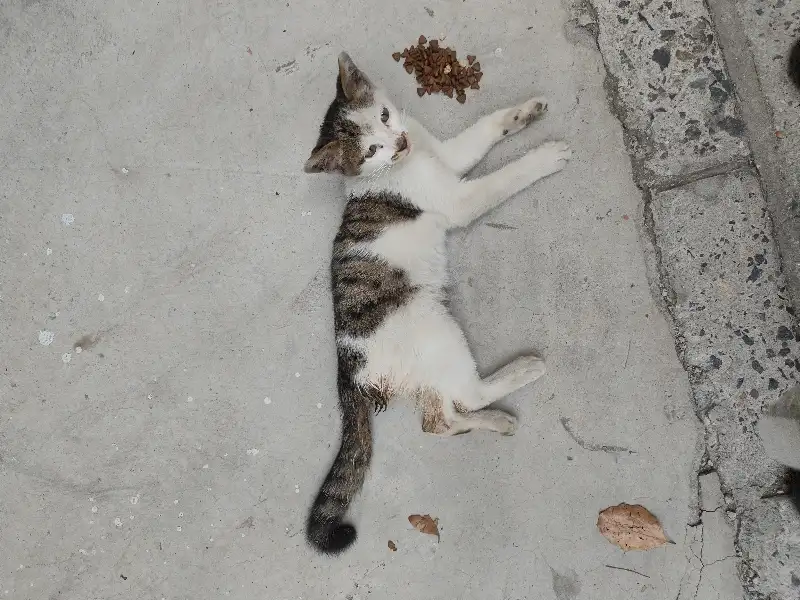 7月6日上海市金山区晶珑俪榭小区发现流浪猫,宠物猫,猫咪【流浪猫线索】