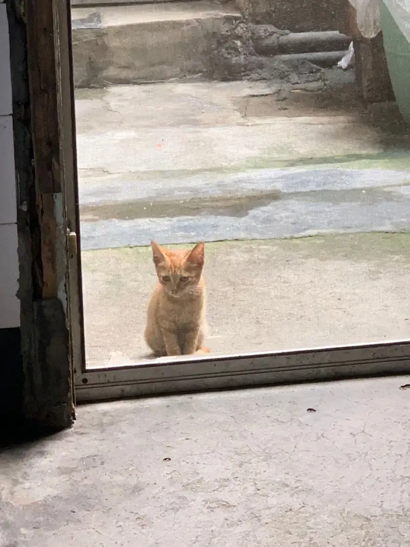 8月1日温州市瑞安市马屿镇屿头村发现流浪橘猫【流浪橘猫线索】