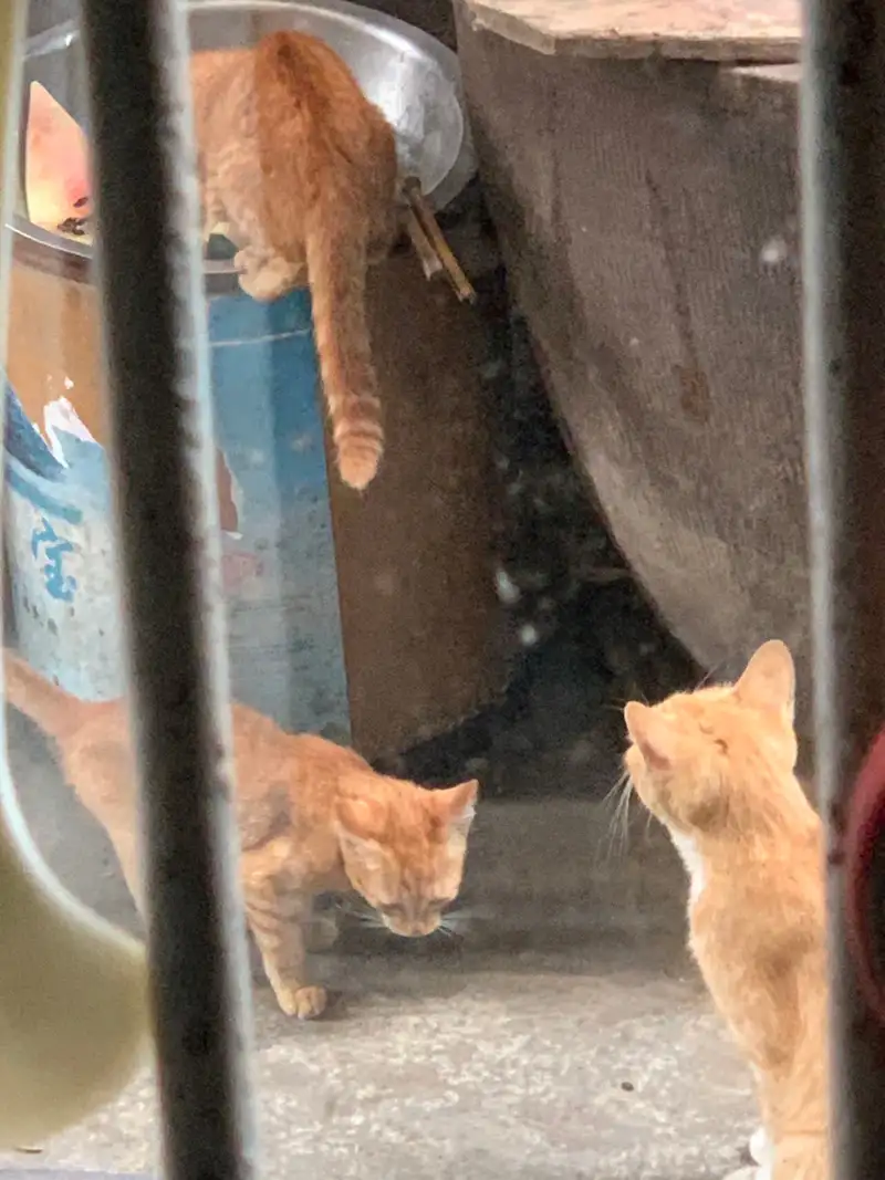 8月1日温州市瑞安市马屿镇屿头村发现流浪橘猫【流浪橘猫线索】