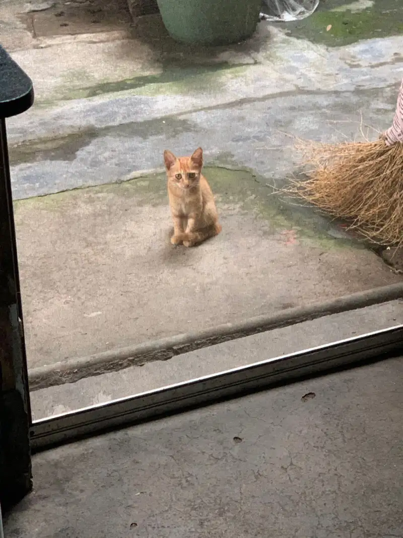 8月1日温州市瑞安市马屿镇屿头村发现流浪橘猫【流浪橘猫线索】