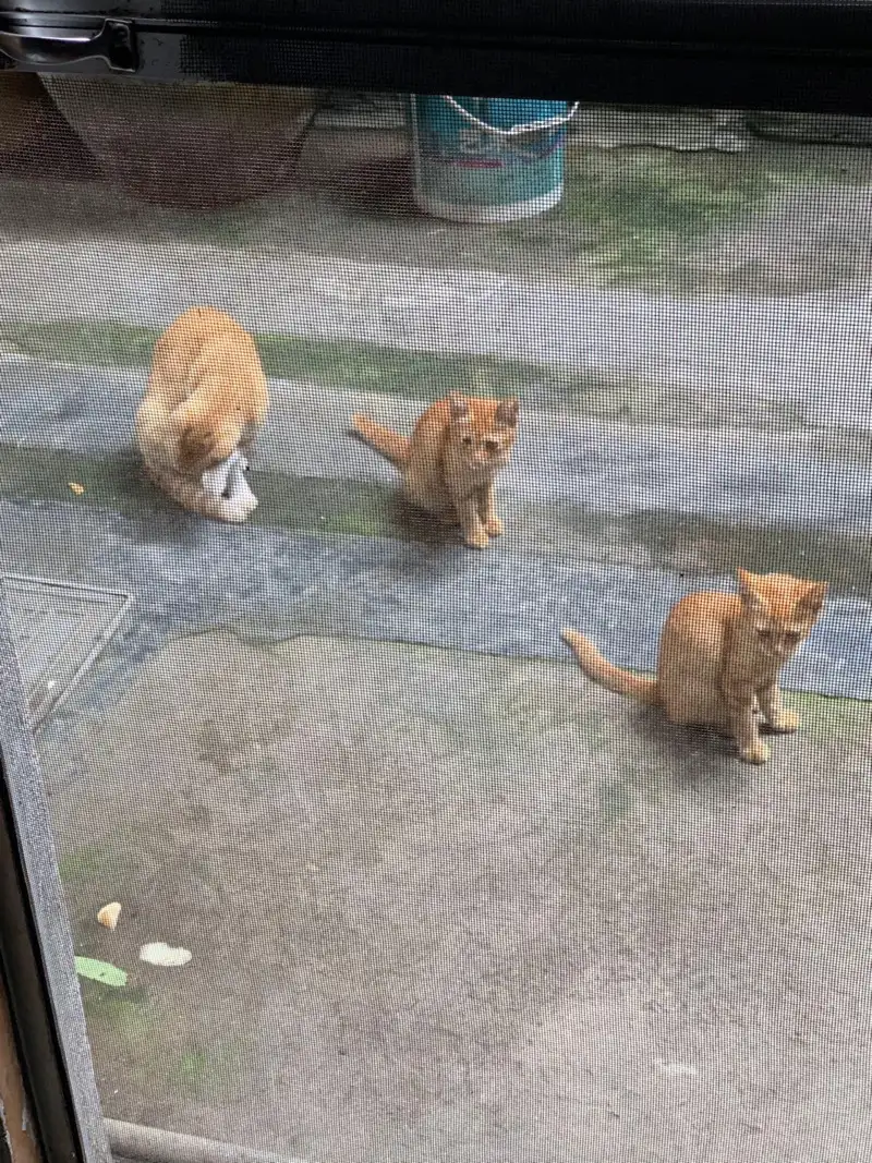 8月1日温州市瑞安市马屿镇屿头村发现流浪橘猫【流浪橘猫线索】