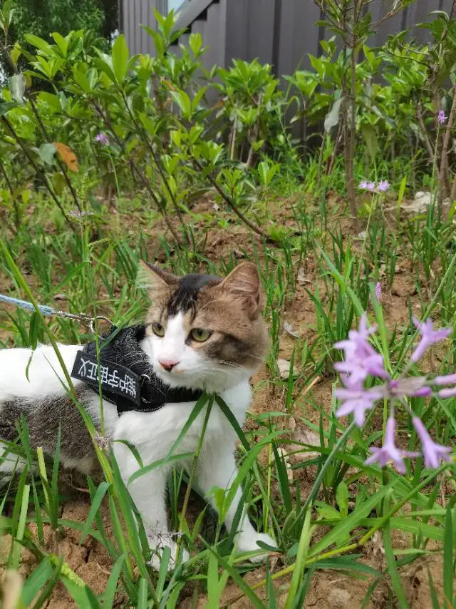 8月7日成都市邛崃市羊安街126号走失田园猫,家猫【寻田园猫/家猫启示/启事】