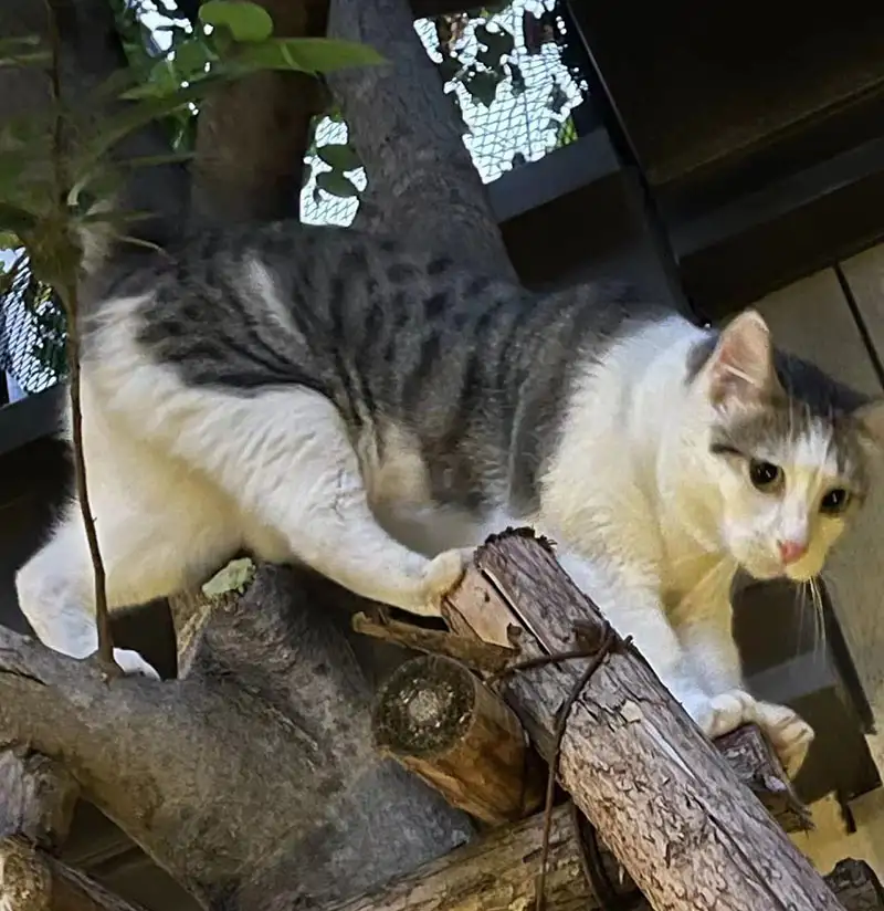 8月9日厦门市湖里区梧桐路(禾山中骏天宸)附近走失狸花猫【寻狸花猫启示/启事】