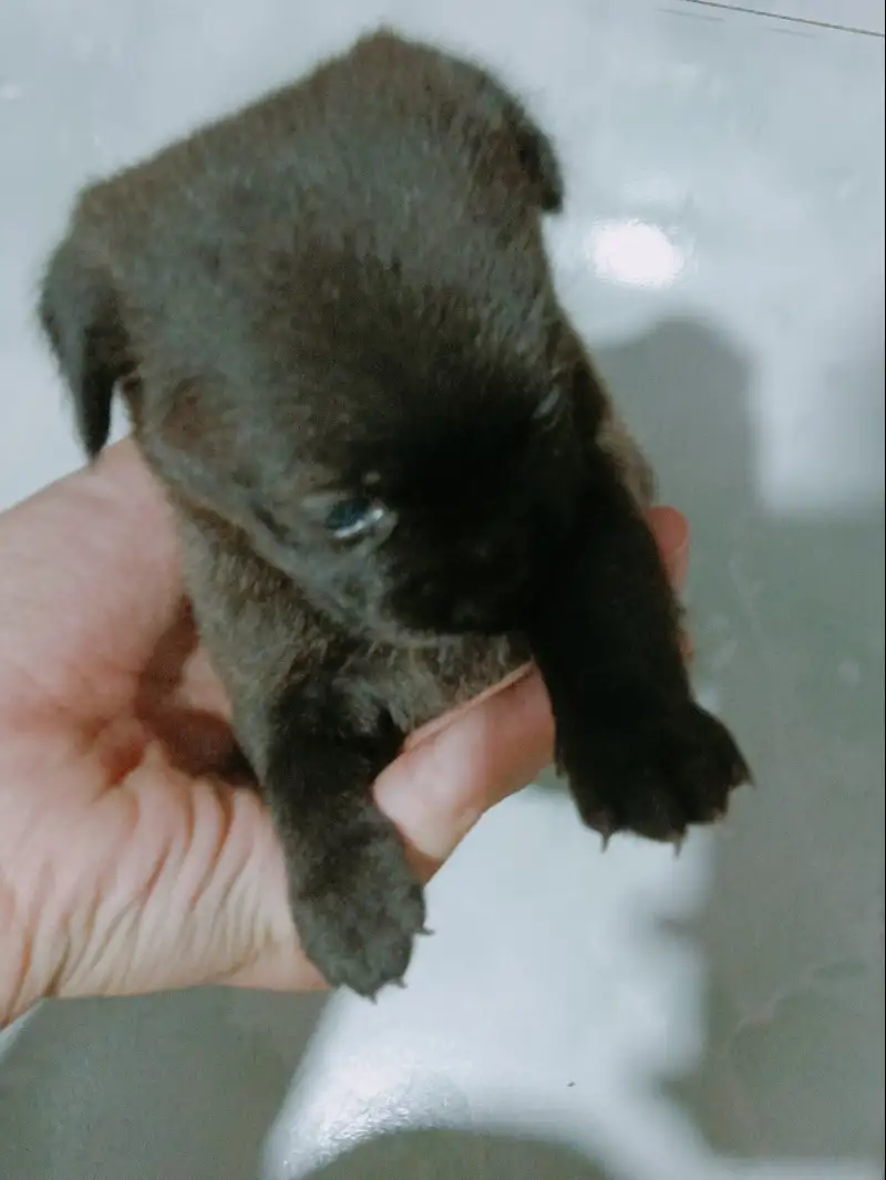 8月10日西安市长安区细柳街道荆寺二村领养土狗,柴犬,田园犬,中华田园犬【领养启示/启事】