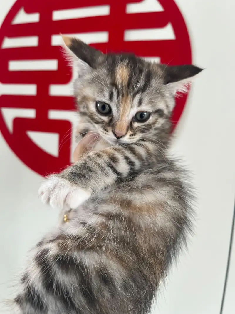 8月13日阜阳市临泉县姜寨领养猫,宠物猫,猫咪【领养启示/启事】