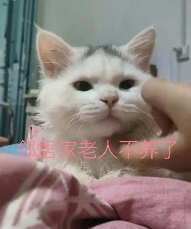 8月14日安阳市内黄县井店镇领养猫,宠物猫,猫咪【领养启示/启事】