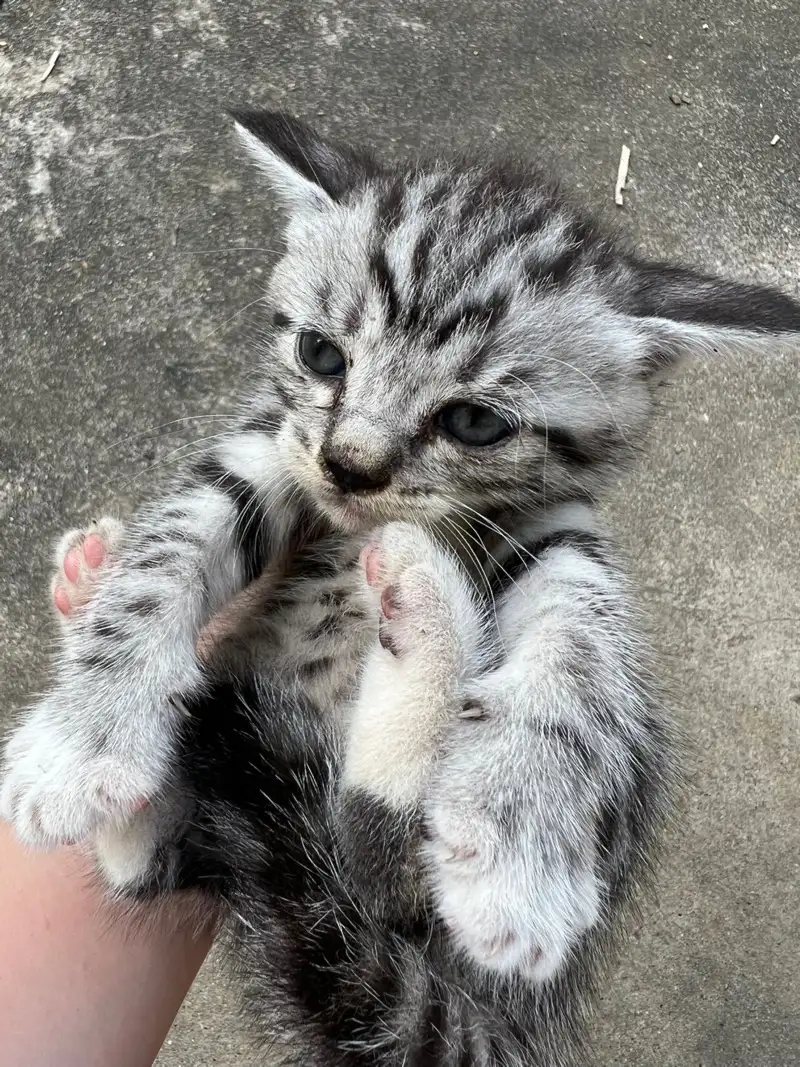 8月15日益阳市资阳区迎风桥领养猫,宠物猫,猫咪【领养启示/启事】