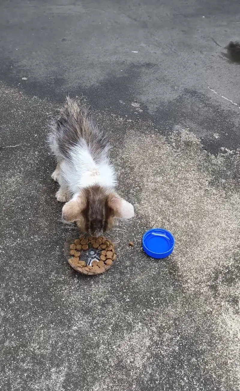 8月16日深圳市龙岗区德兴花园正门口捡到流浪猫,宠物猫,猫咪【猫招领启示/启事】