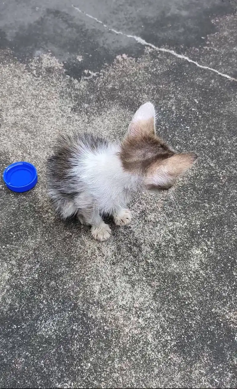 8月16日深圳市龙岗区德兴花园正门口捡到流浪猫,宠物猫,猫咪【猫招领启示/启事】