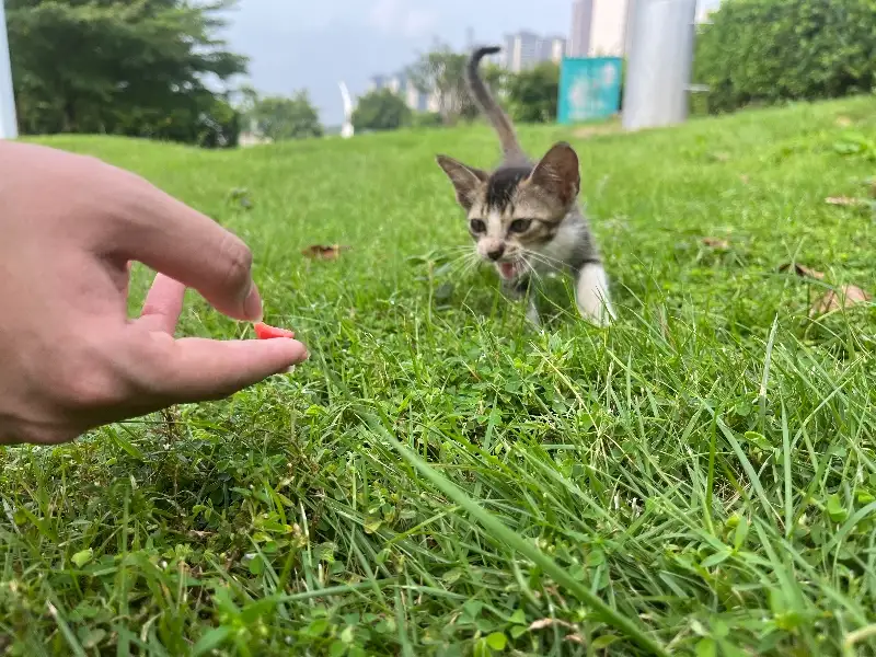 8月18日江门市恩平市锦江公园发现流浪猫,宠物猫,猫咪【流浪猫线索】