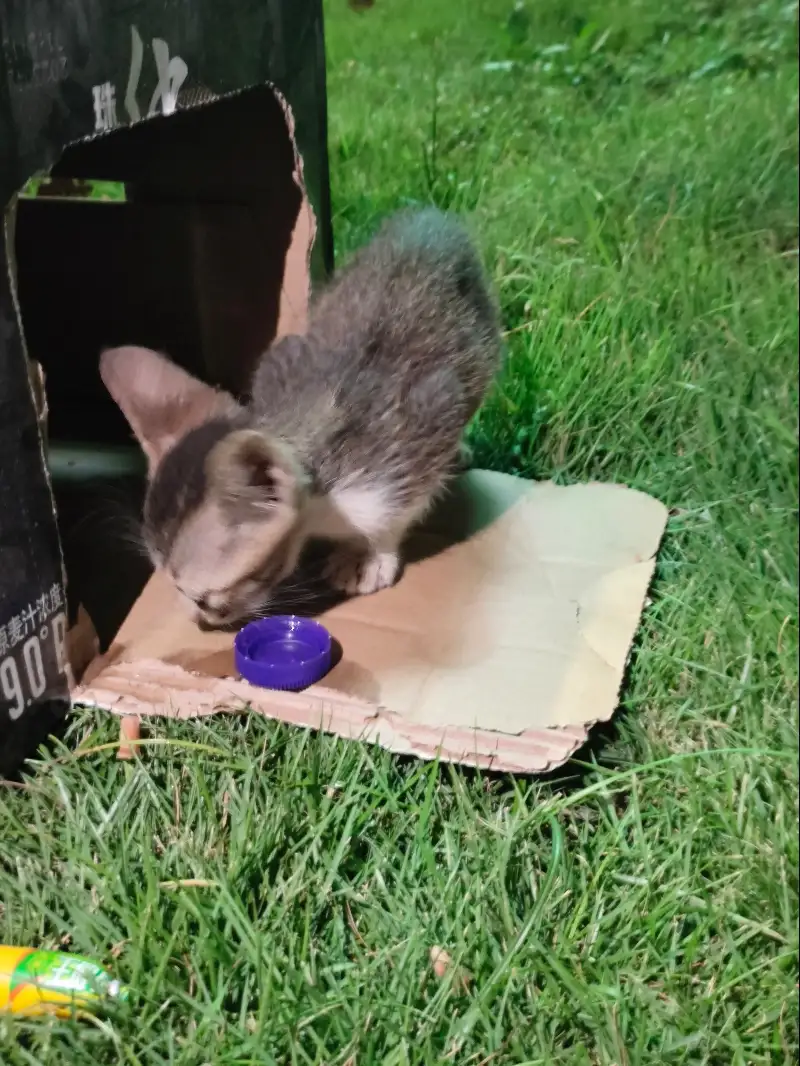 8月18日江门市恩平市锦江公园发现流浪猫,宠物猫,猫咪【流浪猫线索】