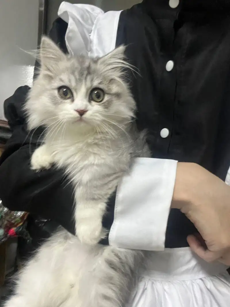 8月19日厦门市集美区领养猫,宠物猫,猫咪【领养启示/启事】