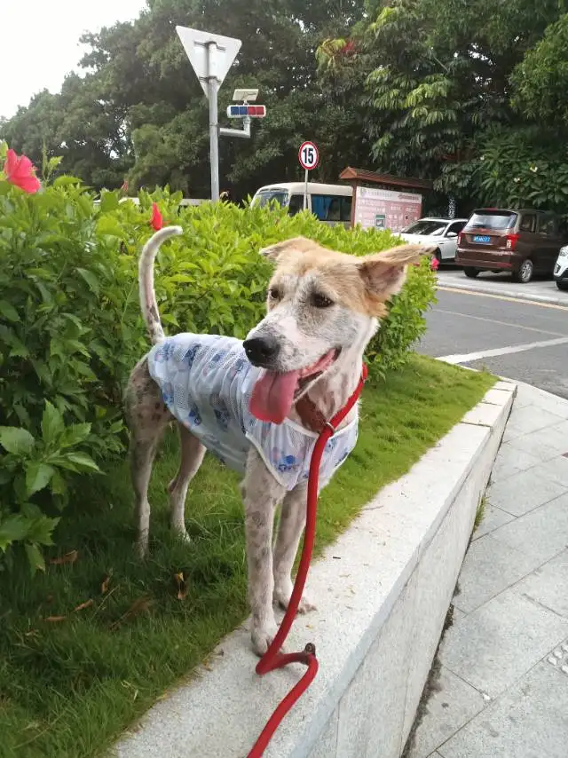 8月20日深圳市宝安区深圳宝安福永凤凰西区领养斑点狗,大麦町犬【领养启示/启事】