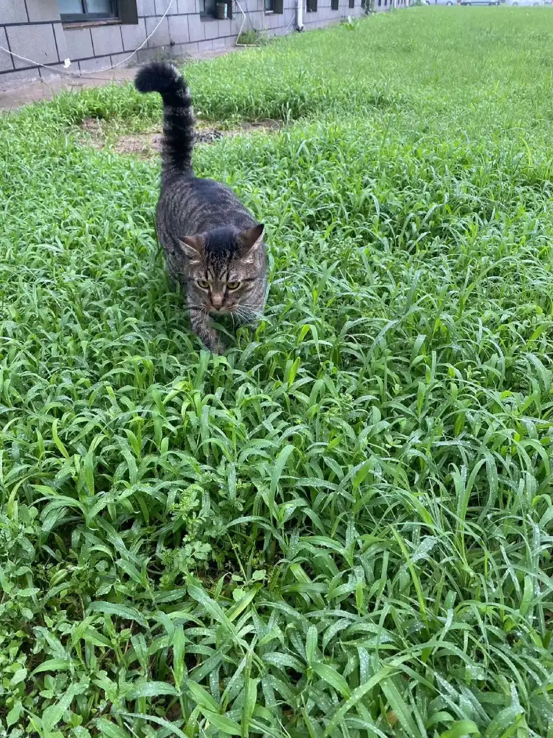 8月20日北京市大兴区北七家镇修正大厦领养狸花猫【领养启示/启事】