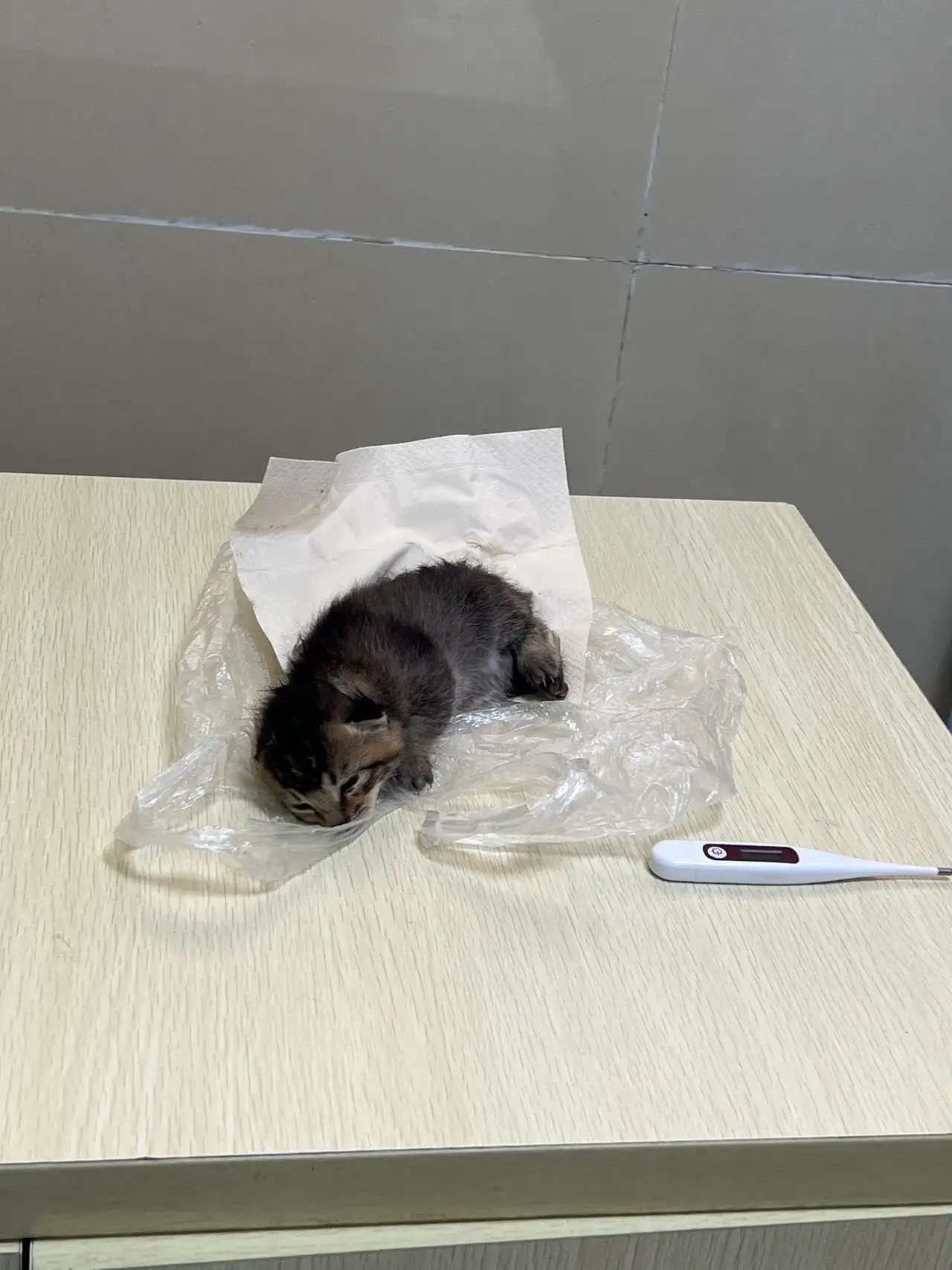 8月20日昭通市昭阳区龙泉花园东苑领养猫,宠物猫,猫咪【领养启示/启事】