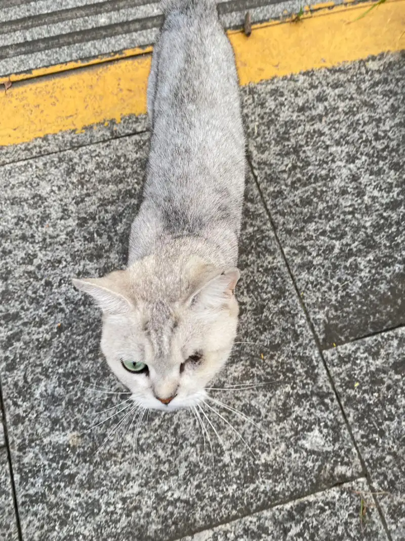 8月22日芜湖市无为市蓝鼎小区领养猫,宠物猫,猫咪【领养启示/启事】